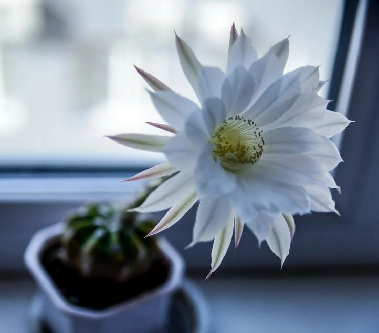 Echinopsis blommar