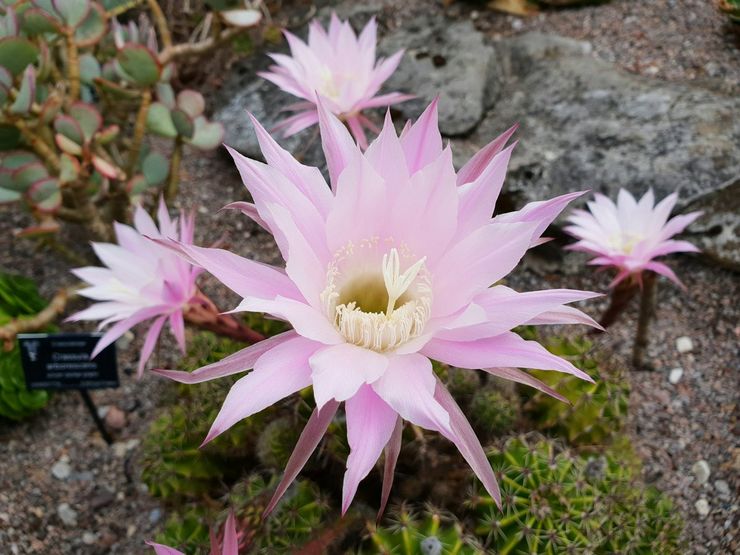 Echinopsis Airies