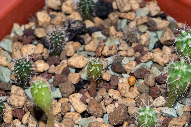 Växande echinopsis från frön