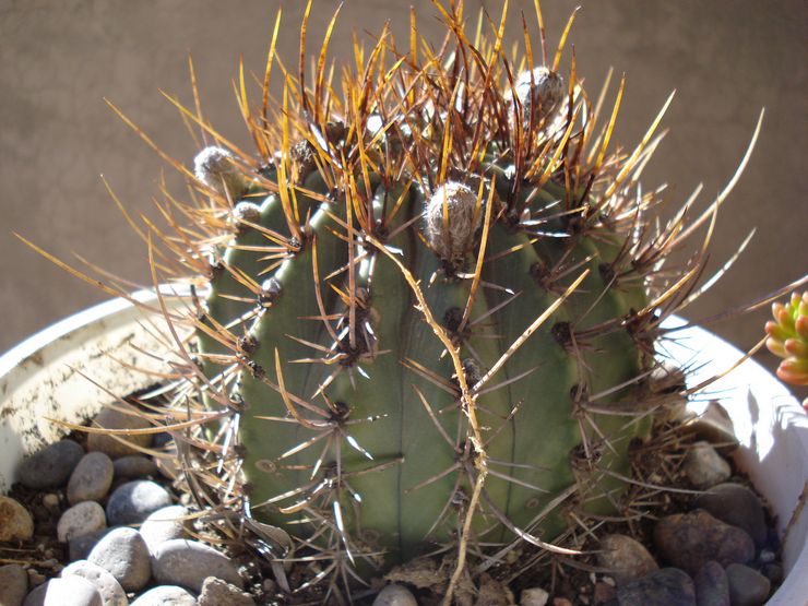 Echinopsis berbunga putih