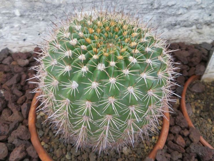 Echinopsis mamillosis