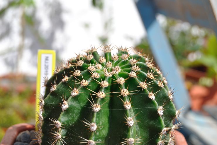 Pembahagian pelbagai Echinopsis