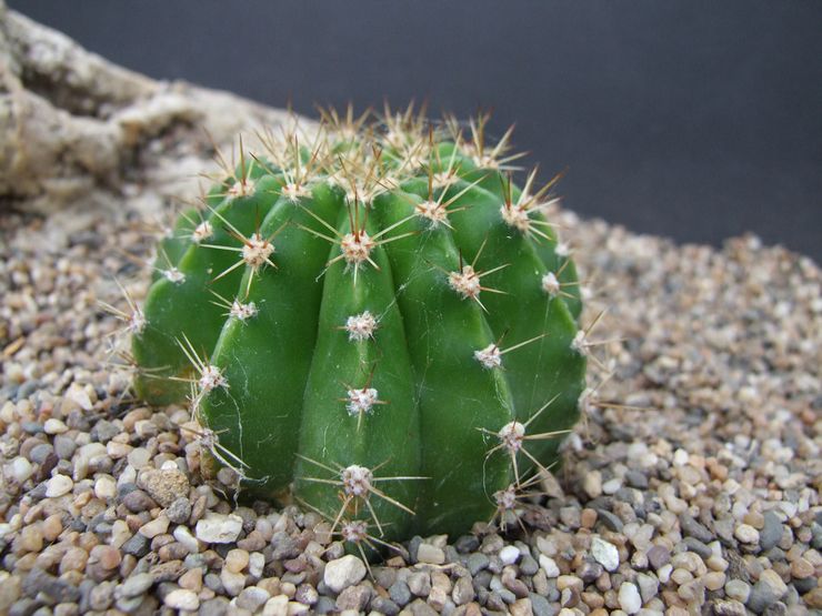 Beskrivning av echinopsis