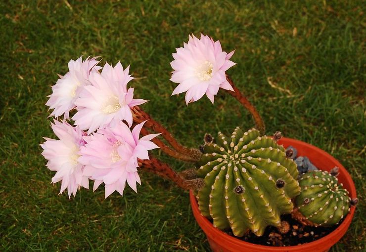 Echinopsis skarpa kanter