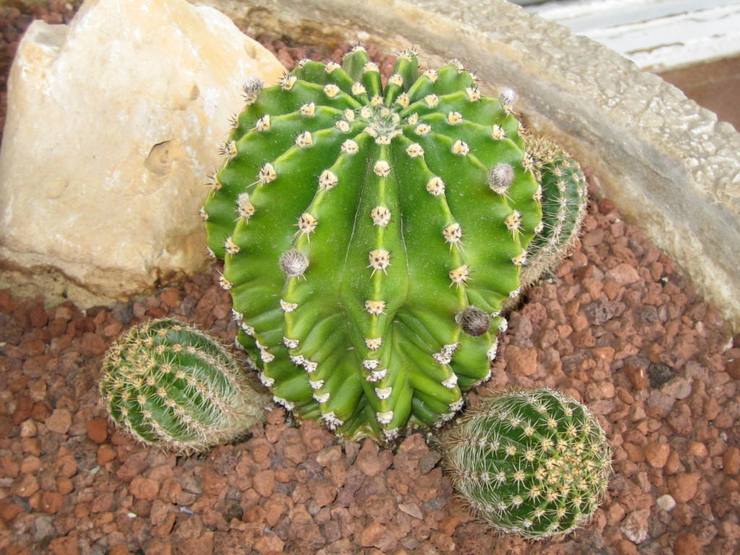 Jord för odling av echinopsis