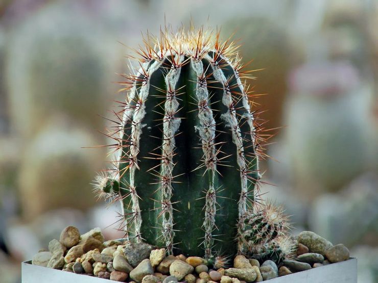 Tumbuhan Echinopsis