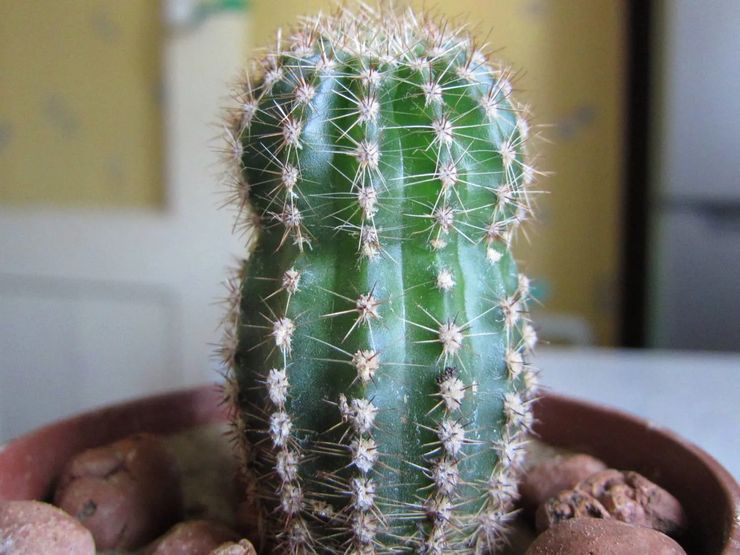 Kaktus echinopsis