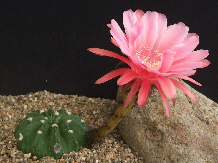 Subdenudata Echinopsis