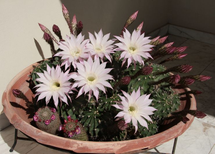 Echinopsis berwarna tiub