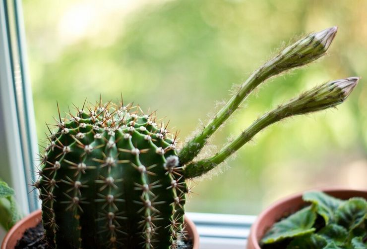 Echinopsis vård hemma