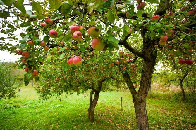 Hur man ökar antalet fruktknoppar på äpple och päron