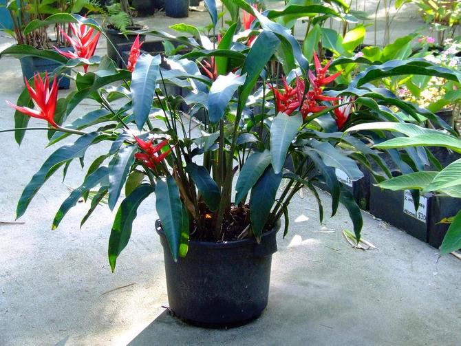 Heliconia - penjagaan rumah. Penanaman heliconia, pemindahan dan pembiakan. Penerangan. Foto - mse.imdmyself.com