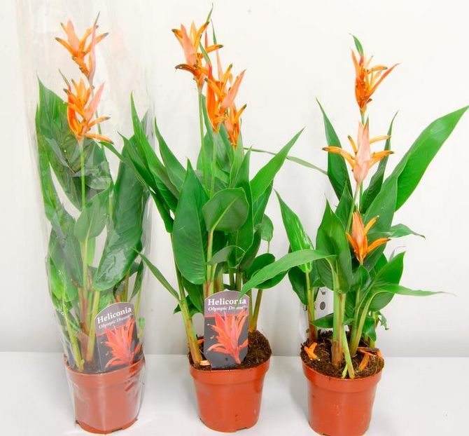 Reproduktion av heliconia