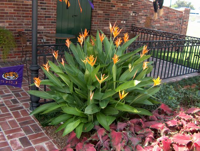 Heliconia memerlukan kelembapan yang tinggi di dalam bilik.