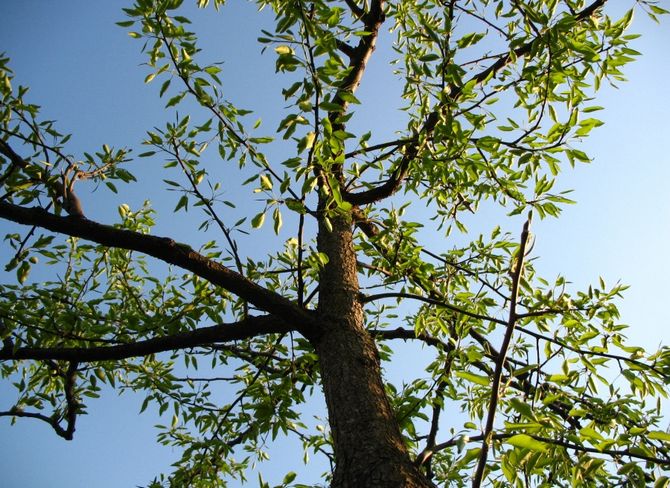 Pembentukan pokok buah dengan membongkok tanpa pemangkasan