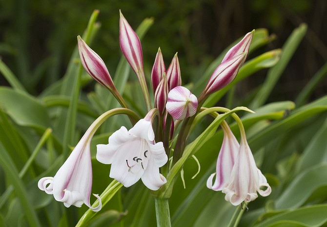 Krinum - penjagaan di rumah. Penanaman, pemindahan dan pembiakan crinum. Penerangan. Gambar