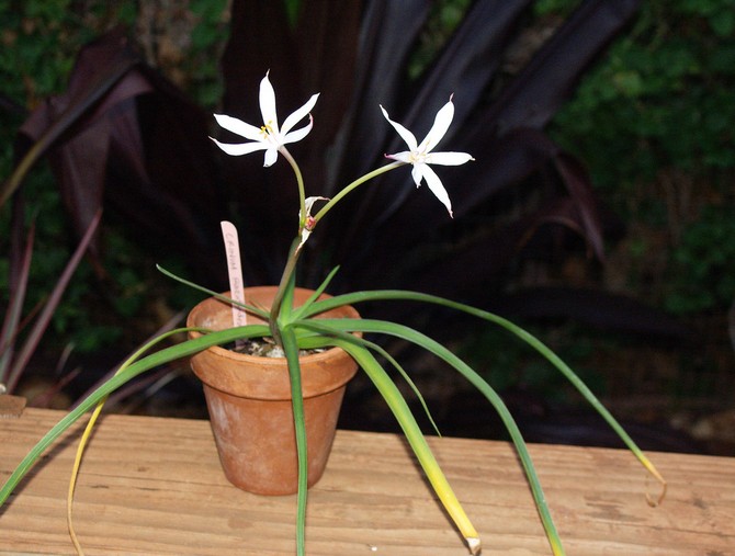 Crinum vård hemma