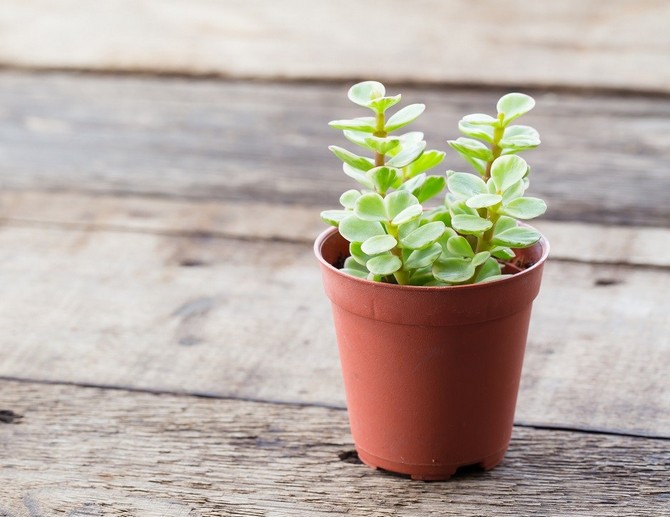 Pembiakan portulacaria