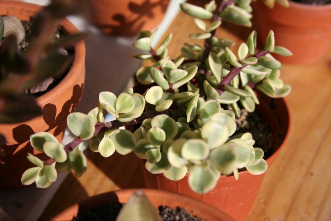 Portulacaria bertolak ansur dengan udara kering pangsapuri bandar dengan baik.