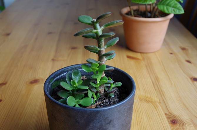 Från vår till höst behöver purslane komplexa mineralförband.