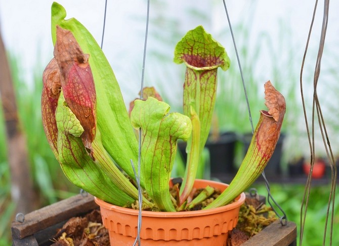 Sarracenia - penjagaan rumah. Penanaman sarracenia - tanaman pemangsa, pemindahan dan pembiakan. Penerangan. Gambar