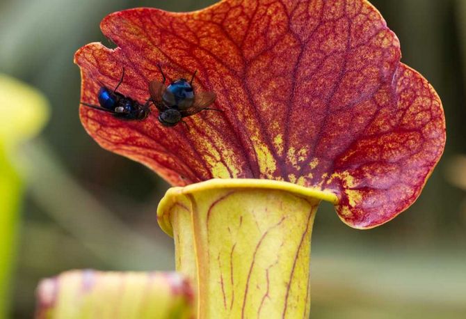 Hon får alla näringsämnen hon behöver från de fångade insekterna.