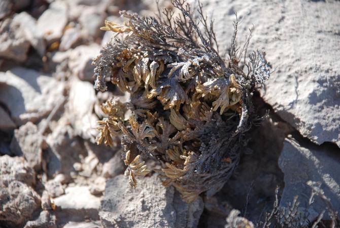 Selaginella bersisik