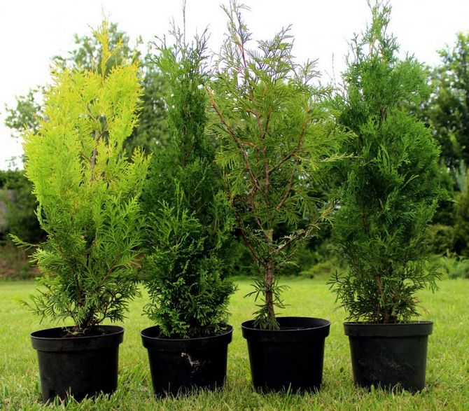 De vanligaste typerna av västra thuja