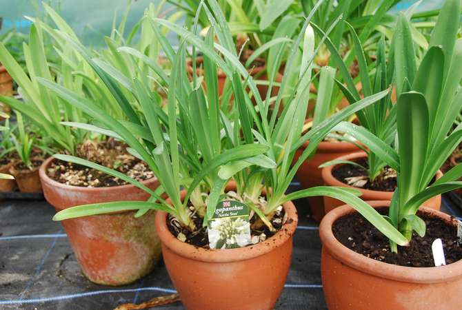 Pembajaan Agapanthus dilakukan hanya dari awal musim bunga hingga akhir musim panas.