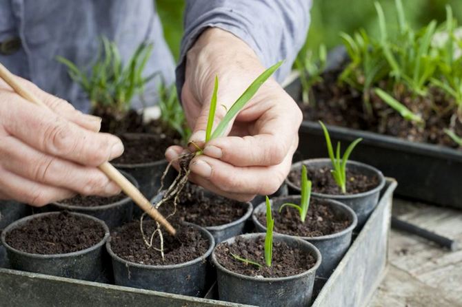 Reproduktion av agapanthus