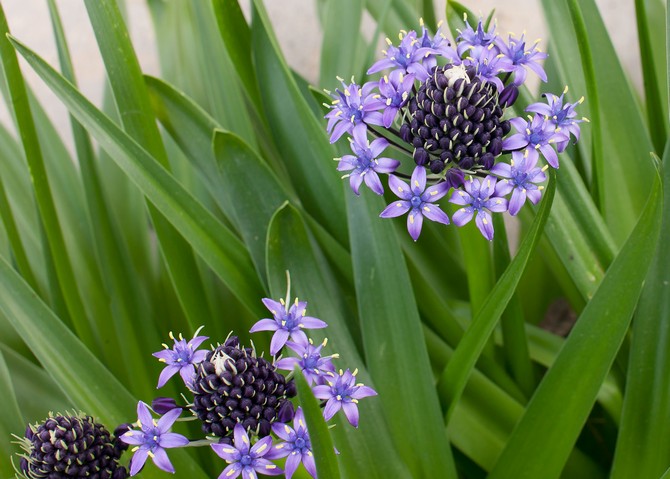 Kelembapan udara tidak penting bagi pengembangan agapanthus.