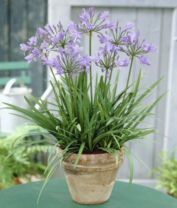 Penjagaan Agapanthus di rumah