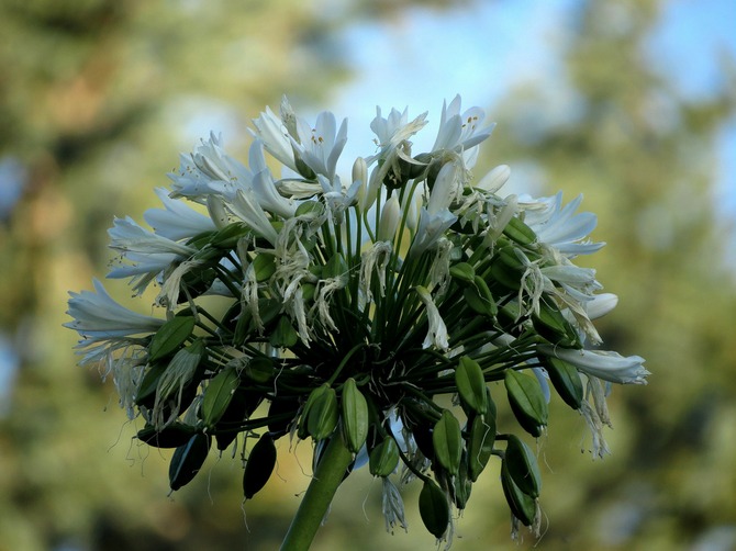 Spesies Agapanthus