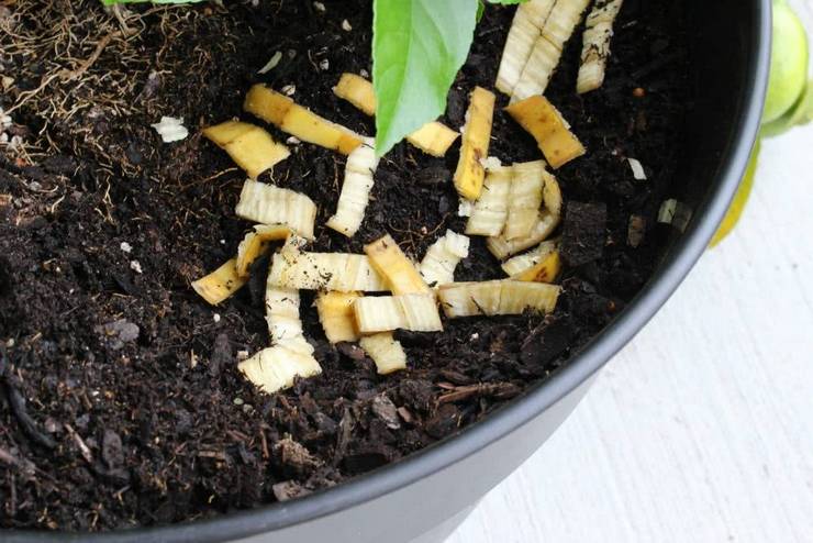 Kulit pisang untuk pemakanan tumbuhan