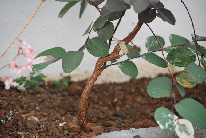 Två gånger i månaden från mars till augusti är det nödvändigt att göra utfodring för blommande inomhusplanter