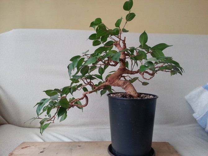 Ficus kan jämföras med en naturlig dammsugare, som kan rensa rymden och själen från bekymmer, ångest, problem och dålig hälsa.