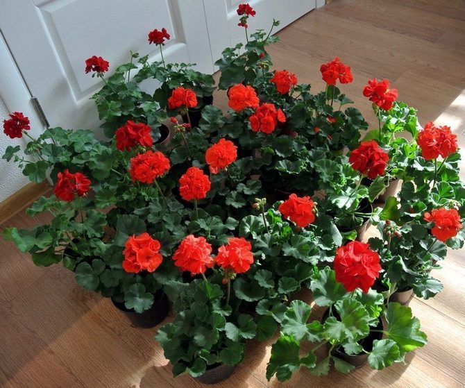 Pelargonium eller inomhus pelargon anses vara en kraftfull inomhusanläggning när det gäller energi.