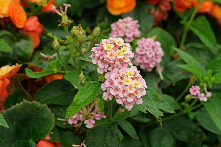 Välvd lantana