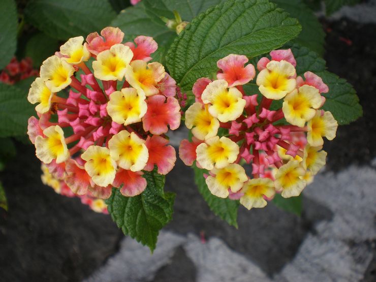 Hibrid Lantana