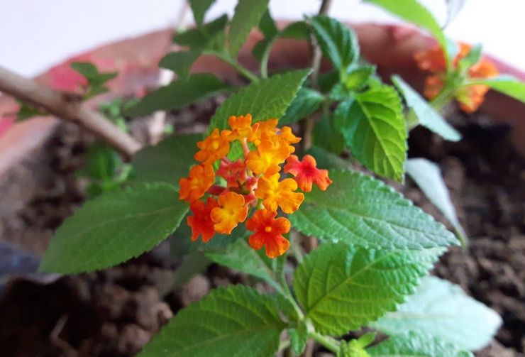 Jord för plantering av lantana