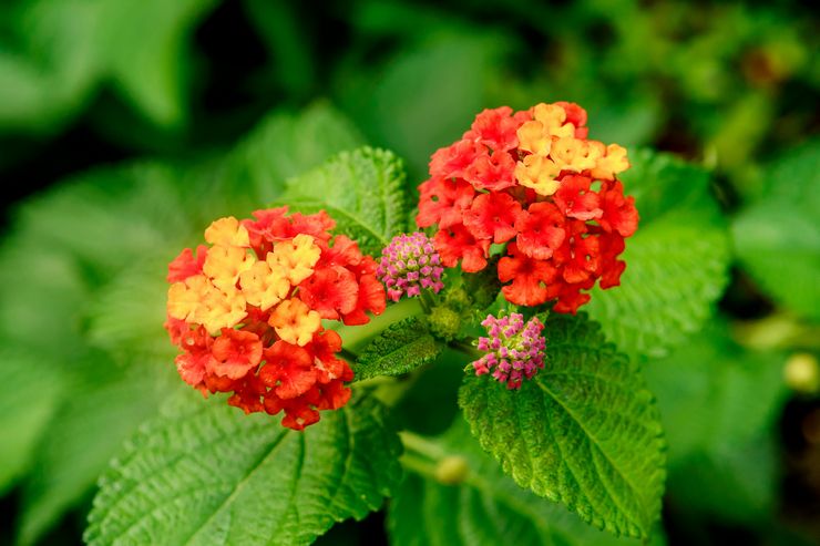 Tumbuhan Lantana