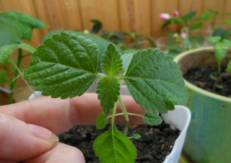 Lantana avelsmetoder