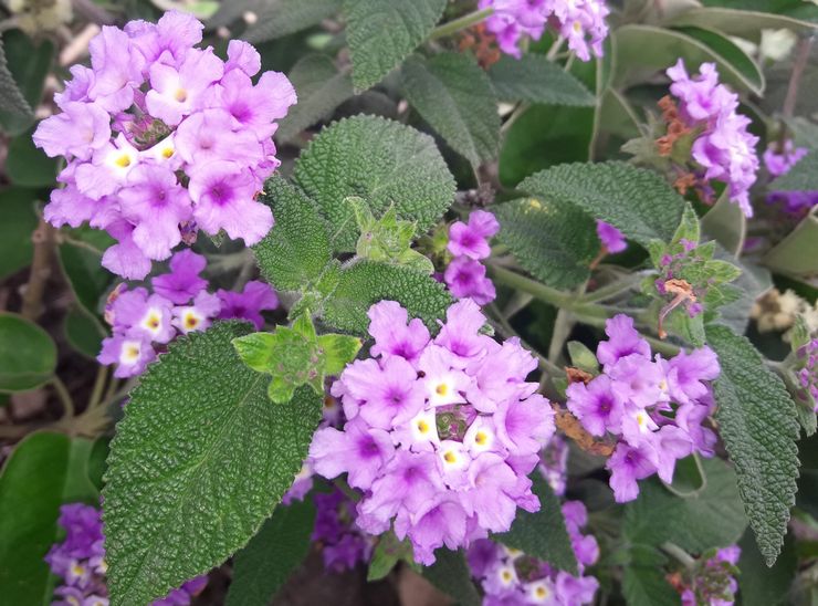 Lantana berkerut