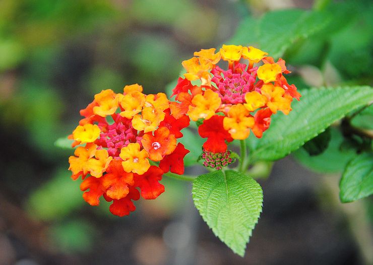 Lantana blodrött