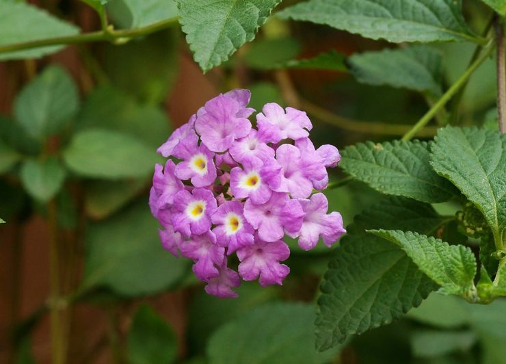 Lantana yang semakin meningkat