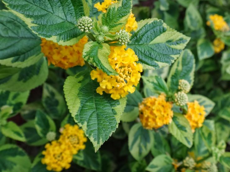 Lantana berbeza-beza