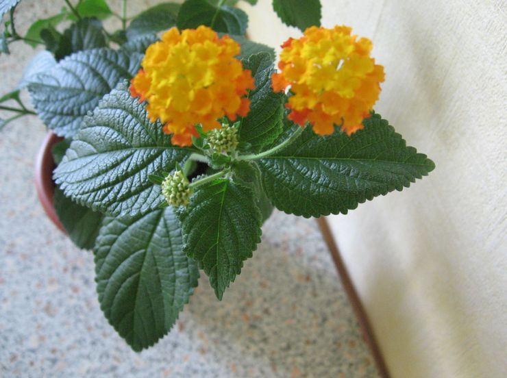 Lantana skadedjur