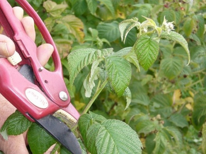 Pemangkasan semak adalah suatu keharusan ketika menanam raspberry yang masih ada.