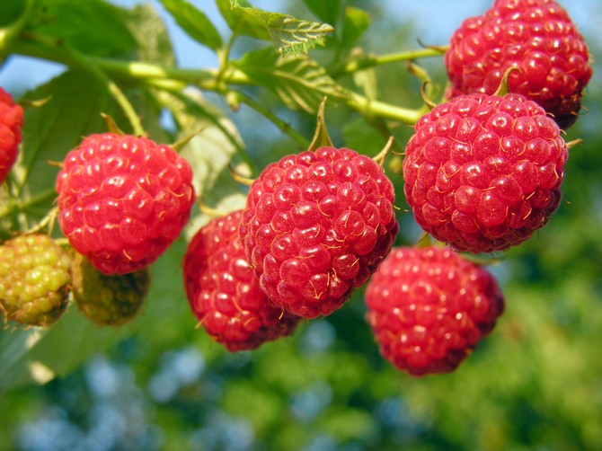 Remontan Raspberry - penanaman dan penjagaan. Memilih pelbagai raspberi yang masih ada