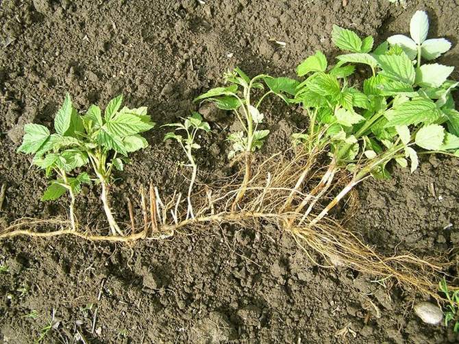 Planteringsregler för plantor